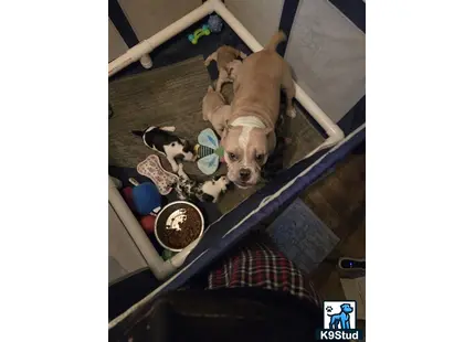 a american bully dog lying on a bed with a group of american bully puppies